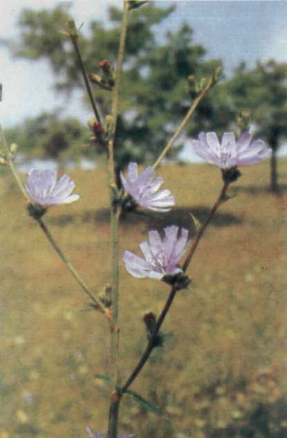 Лiкарськi рослини Прикарпаття - i_035.jpg