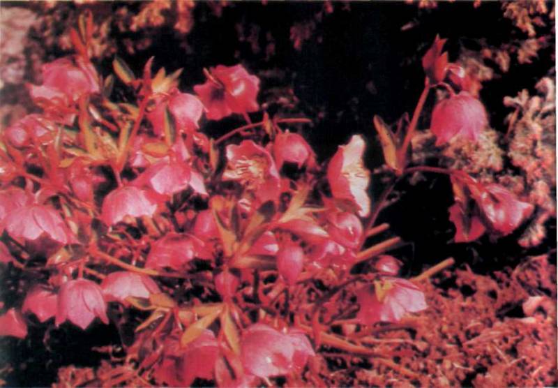 Лiкарськi рослини Прикарпаття - i_036.jpg