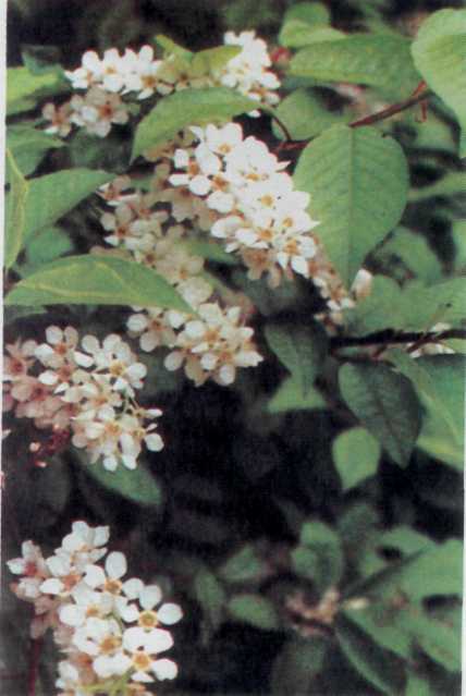 Лiкарськi рослини Прикарпаття - i_038.jpg