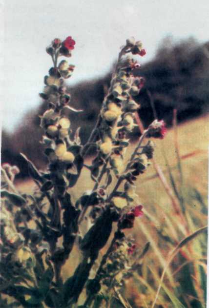 Лiкарськi рослини Прикарпаття - i_039.jpg