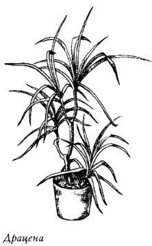 Комнатные растения: энергетические защитники или вампиры - _20080319_145854.jpg