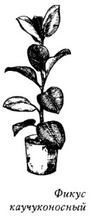 Комнатные растения: энергетические защитники или вампиры - _20080319_145911.jpg