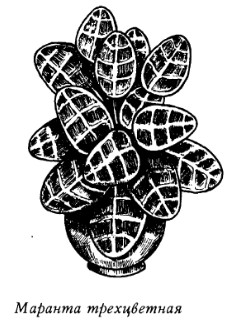 Комнатные растения: энергетические защитники или вампиры - _20080319_145920.jpg