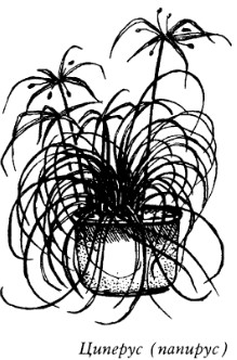 Комнатные растения: энергетические защитники или вампиры - _20080319_145927.jpg