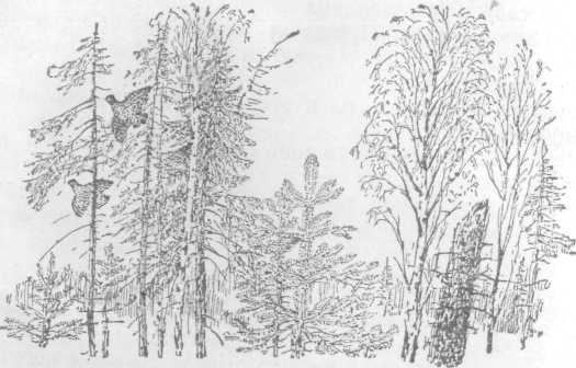 Повести и рассказы - i_089.jpg