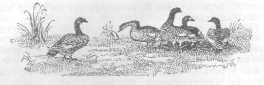 Повести и рассказы - i_120.jpg