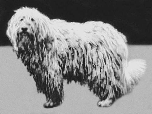 Большая Советская Энциклопедия (КО) - i010-001-277035060.jpg