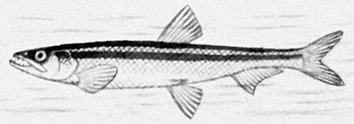 Большая Советская Энциклопедия (КО) - i010-001-264315159.jpg