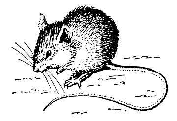 Большая Советская Энциклопедия (МЫ) - i009-001-242622524.jpg