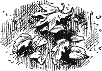 Ян-Ваныч - Sob23131.png