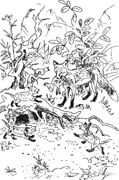 Лесной прадедушка (Рассказы о родной природе) - i_019.png