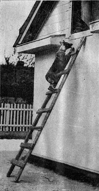 Руководство дрессировки полицейских и военных собак - i_005.jpg