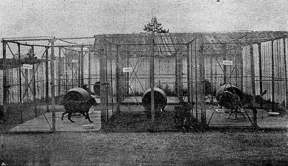 Руководство дрессировки полицейских и военных собак - i_007.jpg