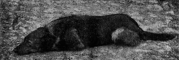 Руководство дрессировки полицейских и военных собак - i_010.jpg