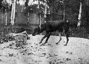 Руководство дрессировки полицейских и военных собак - i_024.jpg