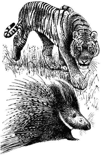 Храмовый тигр - i_006.png