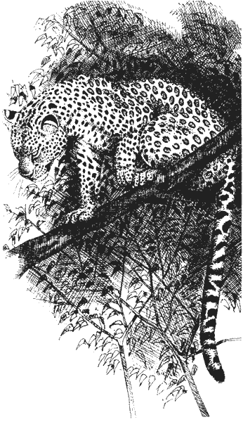 Храмовый тигр - i_008.png