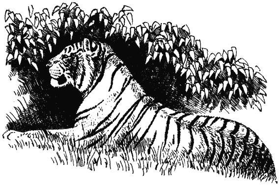 Храмовый тигр - i_009.png