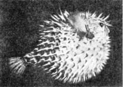 Книга вампиров - i_039.jpg