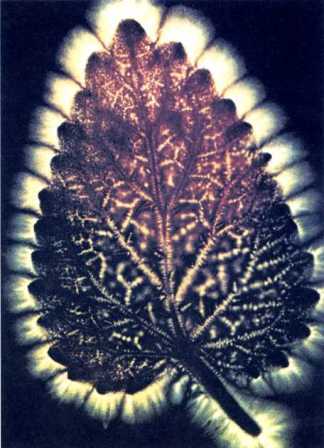 Книга вампиров - i_108.jpg