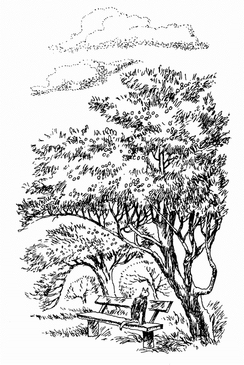 Кладовая солнца. Рассказы о природе - i_005.png