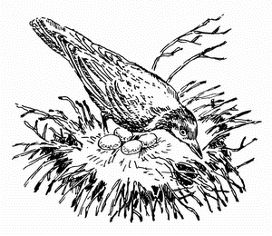 Кладовая солнца. Рассказы о природе - i_007.png