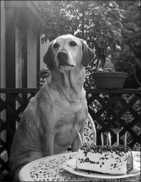 Лабрадор ретривер - i_054.png