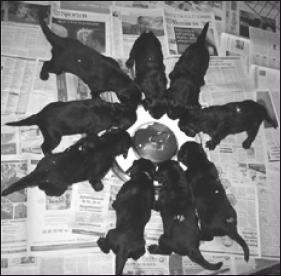 Лабрадор ретривер - i_055.png