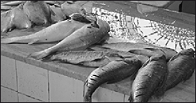 Лабрадор ретривер - i_057.png