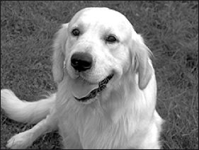 Лабрадор ретривер - i_080.png