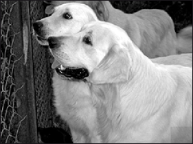 Лабрадор ретривер - i_081.png