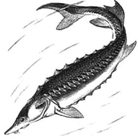 Еврейская диетология, или Расшифрованный кашрут - pic_11.png