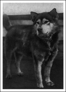 Северный полюс. Южный полюс - i_017.png