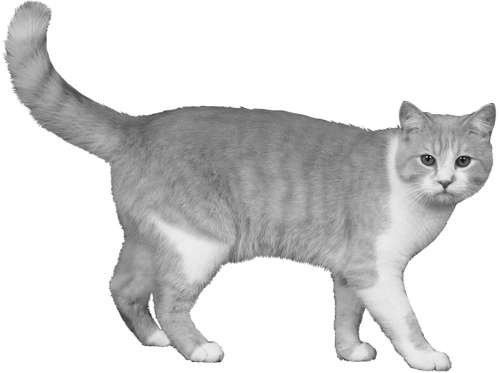 Разведение кошек и собак. Советы профессионалов - i_005.jpg