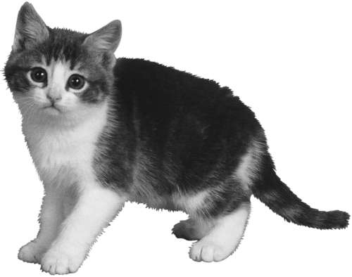 Разведение кошек и собак. Советы профессионалов - i_008.jpg