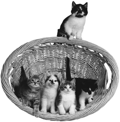 Разведение кошек и собак. Советы профессионалов - i_011.jpg