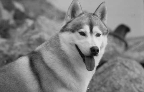 Разведение кошек и собак. Советы профессионалов - i_017.jpg