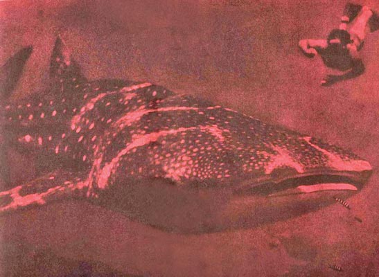 По морям вокруг Земли. Детская морская энциклопедия. Часть II - i_060.jpg