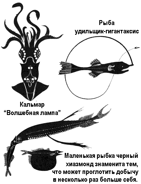 По морям вокруг Земли. Детская морская энциклопедия. Часть III - i_073.png