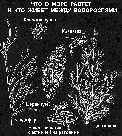 По морям вокруг Земли. Детская морская энциклопедия. Часть III - i_074.png