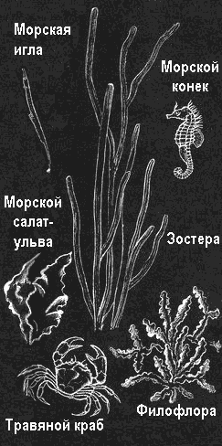 По морям вокруг Земли. Детская морская энциклопедия. Часть III - i_075.png