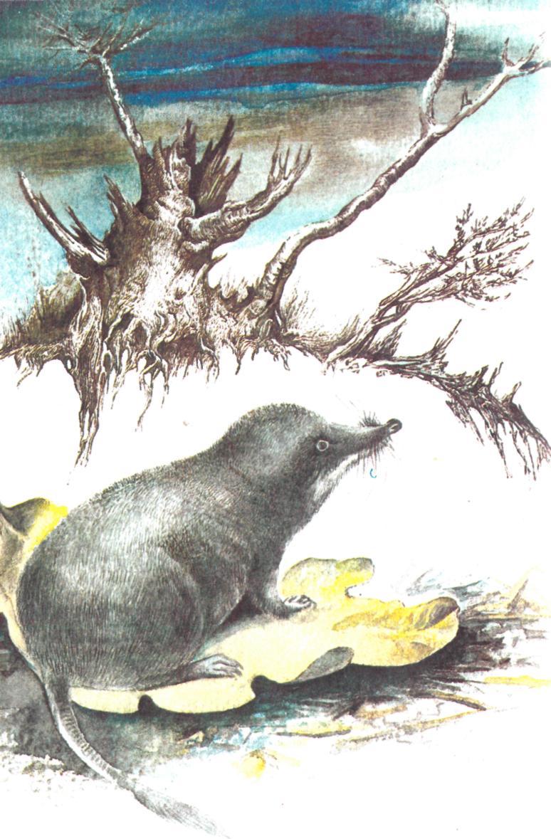 Зверек с хоботком - img_0.jpeg