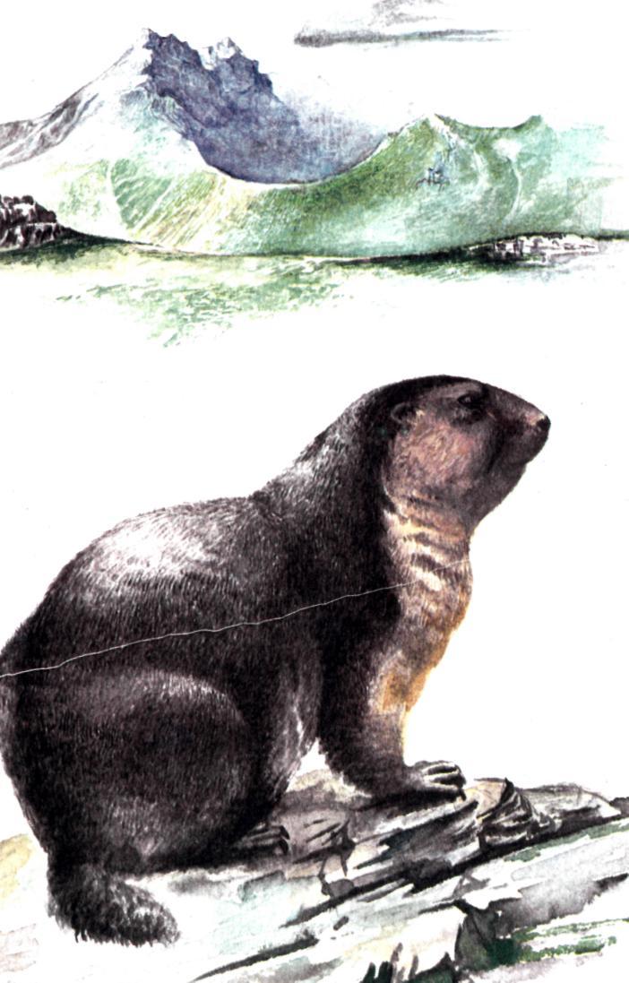 Сурок из Красной книги - img_0.jpeg