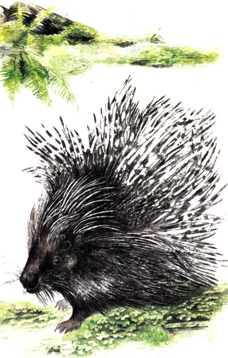 Иглоносец - img_0.jpeg