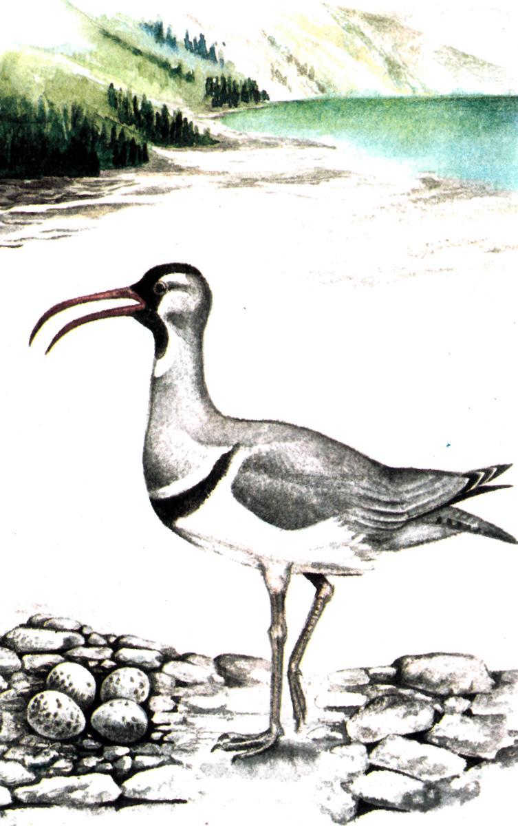 Отшельник высокогорных галечников - img_0.jpeg