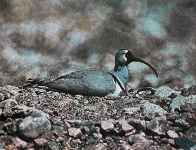 Отшельник высокогорных галечников - img_3.jpeg