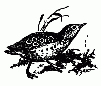 Встречи с животными - img_22.png