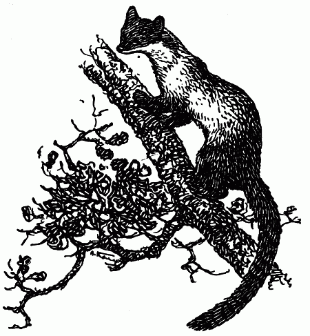 Встречи с животными - img_23.png