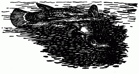 Встречи с животными - img_27.png