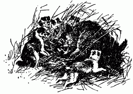 Встречи с животными - img_81.png